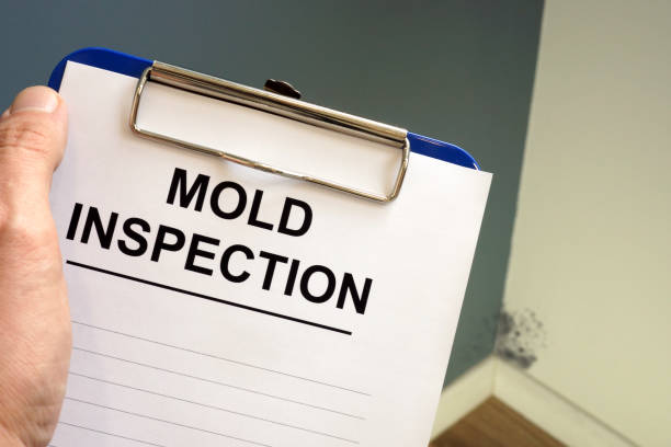 Trusted Glenmont, MD Mold Removal Experts